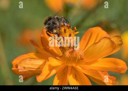 Tawny Mining bee (Andrena fulva) maschio, un'ape mineraria di sabbia che forgia su un Cosmos spp. Fiore in un giardino ornamentale, Berkshire, settembre Foto Stock