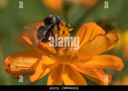 Tawny Mining bee (Andrena fulva) maschio, un'ape mineraria di sabbia che forgia su un Cosmos spp. Fiore in un giardino ornamentale, Berkshire, settembre Foto Stock