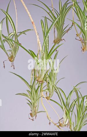 Piante da bambino su un fusto ombelicale provenienti dalla pianta madre del ragno (Chlorophytum comosum). Piante popolari per la casa con lea verde/bianca variegata Foto Stock