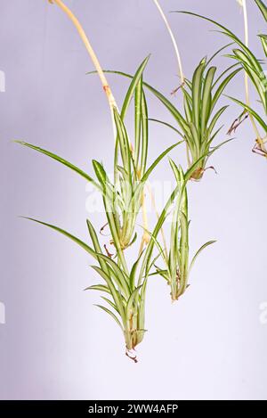 Piante da bambino su un fusto ombelicale provenienti dalla pianta madre del ragno (Chlorophytum comosum). Piante popolari per la casa con lea verde/bianca variegata Foto Stock