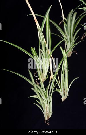 Piante da bambino su un fusto ombelicale provenienti dalla pianta madre del ragno (Chlorophytum comosum). Piante popolari per la casa con lea verde/bianca variegata Foto Stock