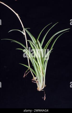 Piante da bambino su un fusto ombelicale provenienti dalla pianta madre del ragno (Chlorophytum comosum). Piante popolari per la casa con lea verde/bianca variegata Foto Stock