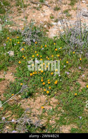 Il deserto primaverile fiorisce un prato di giallo e arancione con altri globi di colore che appaiono, contenente principalmente Calendula arvensis conosciuta dalla n comune Foto Stock