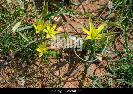 I nomi comuni di Gagea commutata includono Stolonous Gagea e Stella gialla di Betlemme, fotografata a Har Amasa (Monte Amasa), Israele nella primavera di febbraio Foto Stock