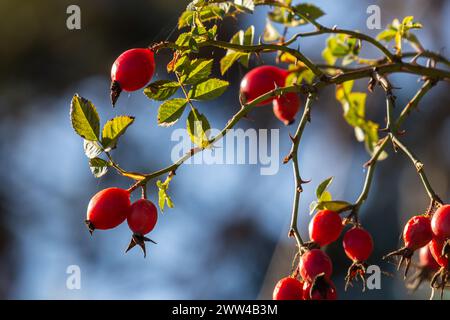 Bacche di rosa rosse sui rami. Natura morta d'autunno romantica con bacche di rosa. Bacche rughe di rosa su un cespuglio alla fine dell'autunno. Hawthorn ber Foto Stock