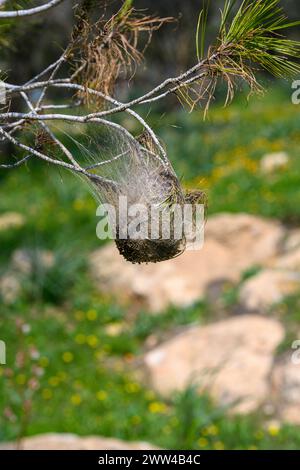 Pino processionario caterpillar nido. Nido di rete filata del pino processionario caterpillar, la larva della falena Thaumetopoea pityocampa, in un pino tre Foto Stock