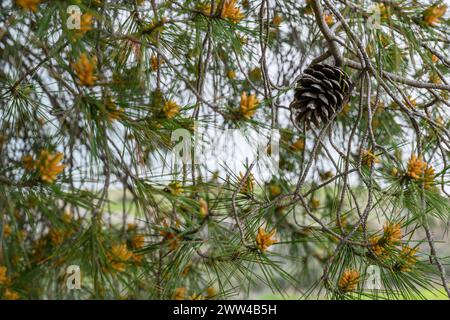 Il cono di pino Pinus halepensis, comunemente noto come pino di Aleppo, noto anche come pino di Gerusalemme, è un pino originario della regione mediterranea. PH Foto Stock