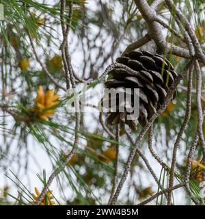 Il cono di pino Pinus halepensis, comunemente noto come pino di Aleppo, noto anche come pino di Gerusalemme, è un pino originario della regione mediterranea. PH Foto Stock