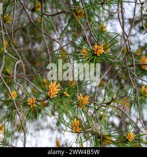 I fiori maschi del pino di Aleppo Pinus halepensis, comunemente noto come pino di Aleppo, noto anche come pino di Gerusalemme, sono un pino originario del Mediter Foto Stock