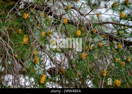 I fiori maschi del pino di Aleppo Pinus halepensis, comunemente noto come pino di Aleppo, noto anche come pino di Gerusalemme, sono un pino originario del Mediter Foto Stock