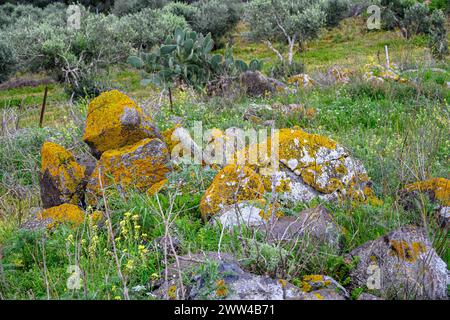 La Candelariella vitellina è un comune e diffuso lichene areolato di crosta verde-giallo-arancio-giallo che cresce su roccia, legno e corteccia, dappertutto Foto Stock