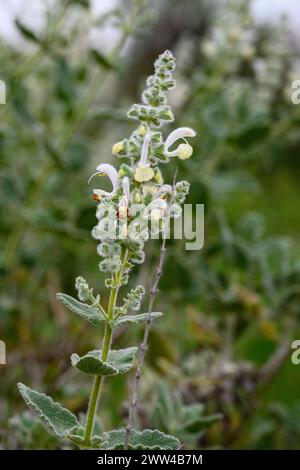 Salvia dominica (salvia Dominica) è un arbusto perenne dal forte profumo che si trova in tutto il Mediterraneo orientale, in particolare Giordania Israele, Libano e Foto Stock