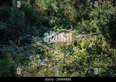 Scimmia scoiattolo comune che porta cibo allo zoo di Edimburgo, Edimburgo, Scozia Foto Stock