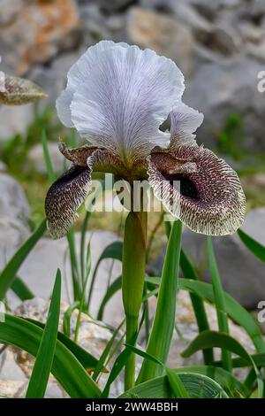 Iris bismarckiana, l'iride di Nazareth, è una specie del genere Iris, è anche nel sottogenere Iris e nella sezione Oncocyclus. È un rizomato Foto Stock