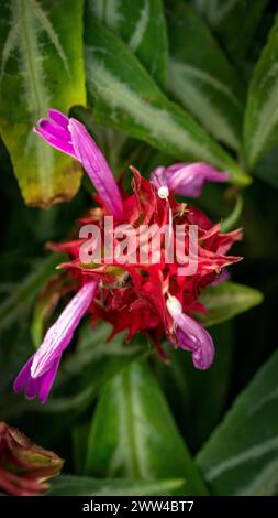 Delizioso Chlorophytum orchidastrum "Green Orange". Immagine ravvicinata naturale delle piante fiorite. Sfuggente, che apre gli occhi, interessante, affascinante, sorprendente, Foto Stock