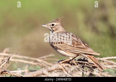 Crested Lark, Galerida Cristata, Sidi Ifni, Marocco Foto Stock