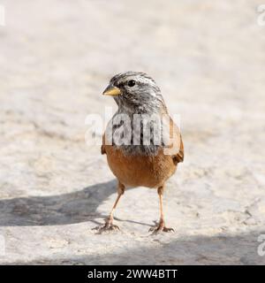 Casa Bunting, Emberiza Sahari, Awrir, Marocco Foto Stock