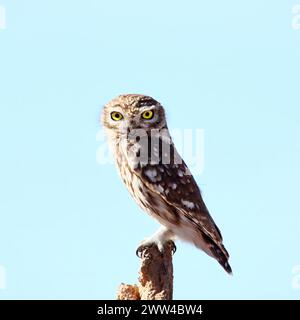 Little Owl, Athene Noctua Glaux, Souss-massa National Park, Marocco Foto Stock