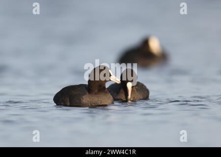 Uno stormo di fossa eurasiatica (Fulica atra) غرة أوراسية galleggiante sull'acqua fotografato in Israele a dicembre Foto Stock