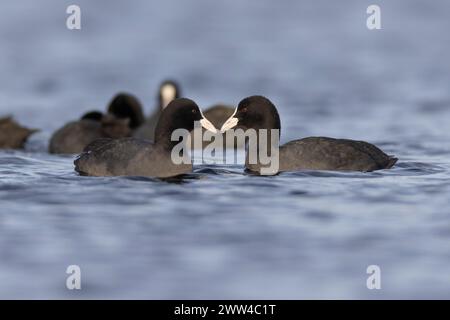 Uno stormo di fossa eurasiatica (Fulica atra) غرة أوراسية galleggiante sull'acqua fotografato in Israele a dicembre Foto Stock