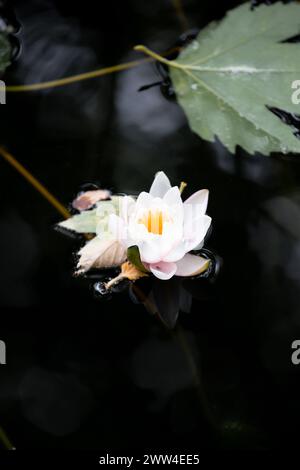 Loto bianco sulla superficie di uno stagno nel parco. Ninfee sull'acqua scura del fiume, lago. Foto Stock