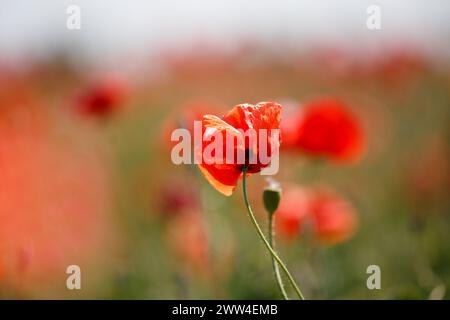 Fiore di papavero rosso ai raggi del sole sullo sfondo di un campo di papavero sfocato, primo piano. Sfondo floreale e naturale. Papavero selvaggio in un campo Foto Stock