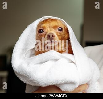 Simpatico giocattolo per cani Terrier avvolto in un asciugamano bianco dopo il lavaggio. Cura degli animali domestici. Foto Stock
