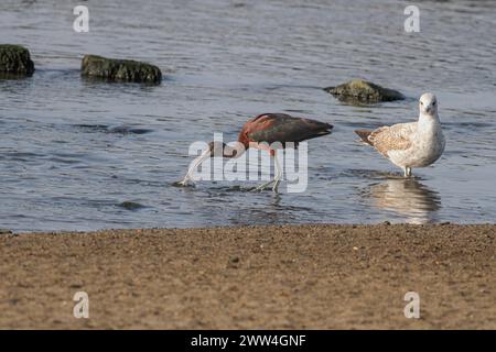 Black Ibis mangia anguille al confine del fiume Douro, a nord del Portogallo Foto Stock