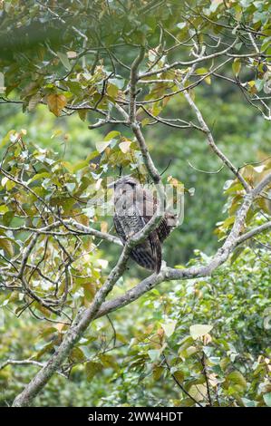 Gufo di Aquila barrata (bubo sumatranus) arroccato su un ramo di albero muschiato nel suo habitat naturale nella foresta tropicale. Foto Stock