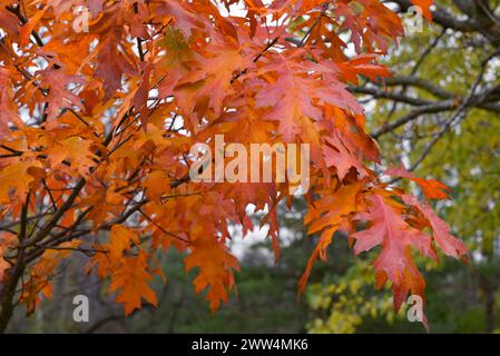 Le foglie di autunno Foto Stock