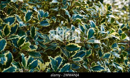 Ilex aquifolium 'Silver Queen', cespuglio sempreverde con foglie verdi e bianche Foto Stock