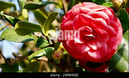 Fiori di camelia giapponesi, Camelia Japonica nel giardino primaverile con un bel sfondo bokeh Foto Stock