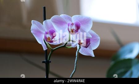 La Phalaenopsis fiorisce per finestra contro la tenda bianca Foto Stock