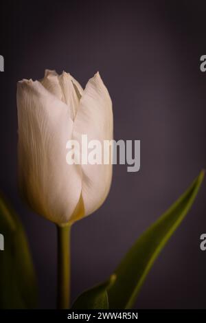 Delicato bocciolo di tulipano bianco su un terreno grigio scuro macchiato che mostra anche due foglie, scattato in formato verticale Foto Stock