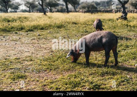 Un maiale sta mangiando erba in un campo. Il campo è pieno di erba e ci sono alberi sullo sfondo Foto Stock