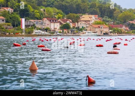 Allevamento di mitili e ostriche in Montenegro, baia di Cattaro e vista serale dell'antica città Foto Stock