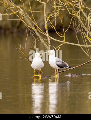 Gabbiani comuni (Larus canus) sul lago Cemetery a Southampton Common, Hampshire, Inghilterra Foto Stock