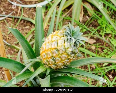 Piantagione di ananas, serra nell'isola di São Miguel nelle Azzorre, Portogallo. Piantagione di frutta tropicale ed esotica. Foto Stock