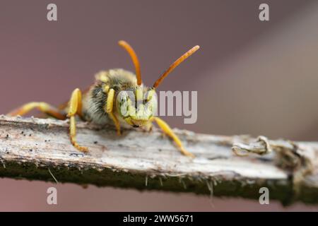 Dettaglio facciale dettagliato su un'ape solitaria nomade maschile colorata di Lathbury, Nomada lathburiana seduta su legno Foto Stock