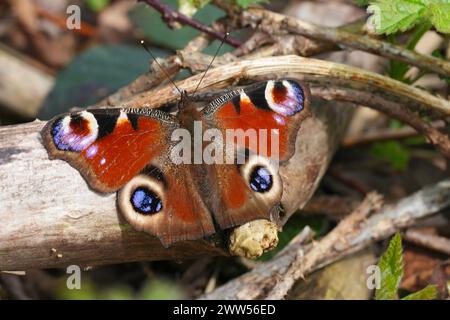 Primo piano naturale su una farfalla di pavone, Inachis io che emerge dal suo sonno invernale , riscaldandosi a terra con le ali spalmate Foto Stock