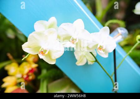 Foto ravvicinate accattivanti con una serie di orchidee colorate. Foto Stock