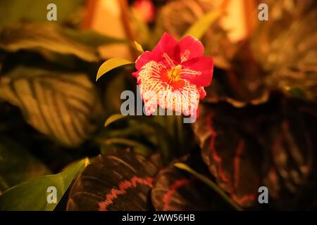 Foto ravvicinate accattivanti con una serie di orchidee colorate. Foto Stock