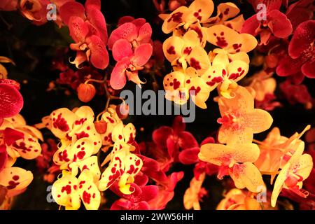 Foto ravvicinate accattivanti con una serie di orchidee colorate provenienti da tutte le direzioni. Foto Stock