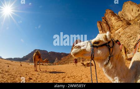 I cammelli si sono lasciati riposare nel deserto di Wadi Rum IN GIORDANIA prima di ripartire con i turisti. Foto Stock