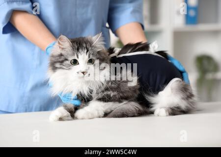 Veterinario che esamina gatto carino che indossa la tuta di recupero dopo la sterilizzazione in clinica veterinaria Foto Stock