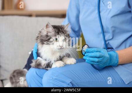 Veterinaria donna con stetoscopio e gatto carino dopo la sterilizzazione in clinica veterinaria Foto Stock