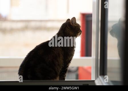 Un gatto è seduto su un davanzale che guarda fuori dalla finestra. Il gatto sta guardando qualcosa fuori, ma non è chiaro cosa sia Foto Stock