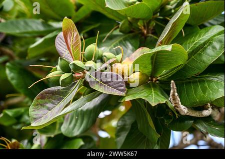 Trinidad - mandorla indiana (Terminalia Catappa) Teteron Bay Foto Stock