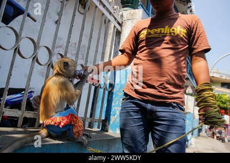 La maschera della scimmia busker dona acqua potabile alla scimmia dalla coda lunga (Macaca fascicularis) il cui animale domestico. Foto Stock