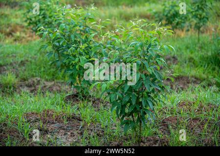 Pigeon Peas che piantano Trinidad e Tobago Foto Stock